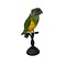 Mounted Senegal parrot (A)