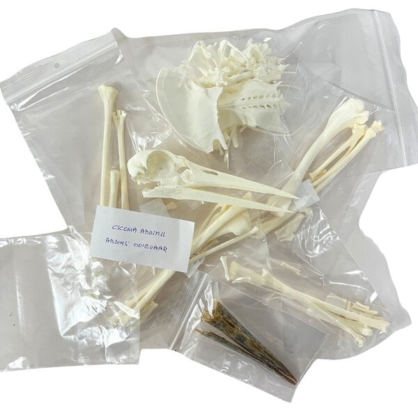 Complete skeleton White Stork