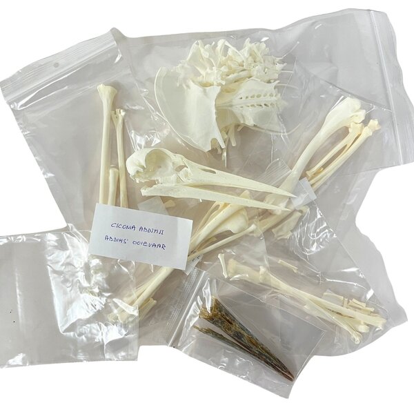 Komplettes Skelett Weißstorch