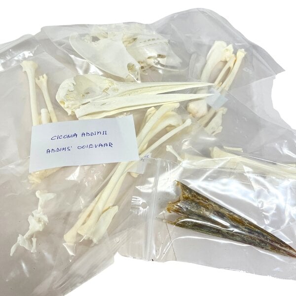 Complete skeleton White Stork