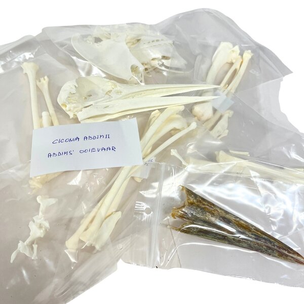 Komplettes Skelett Weißstorch