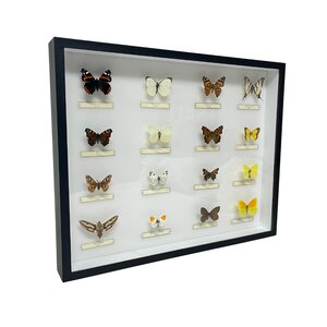 Präparierte Europäische Schmetterlinge (16) in Insekten-box