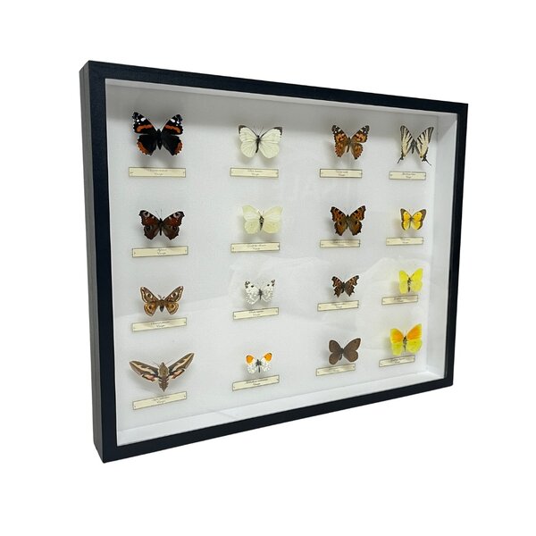 Mounted European butterflies (16) in insect box