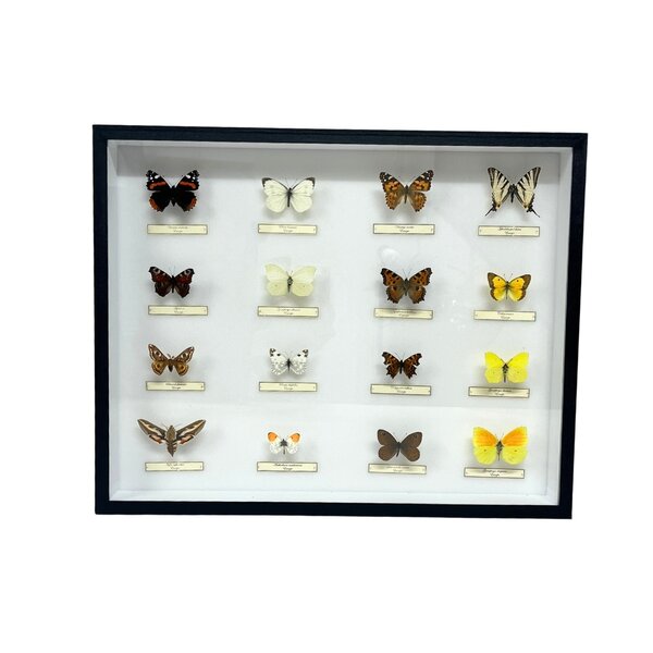 Opgezette Europese vlinders (16) in insecten doos