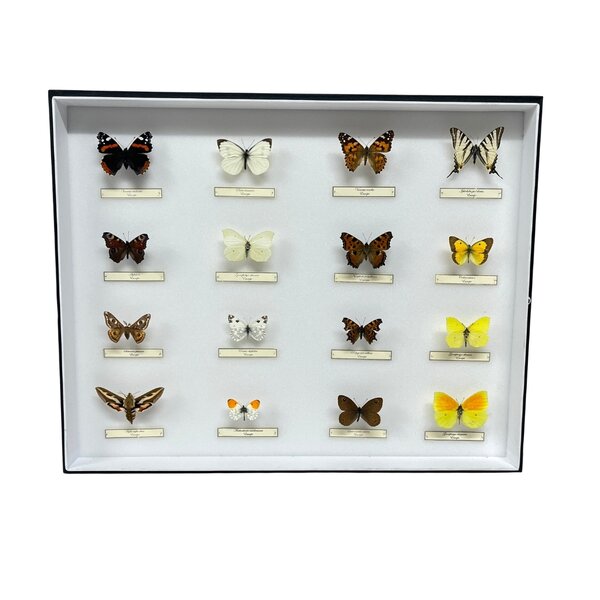 Mounted European butterflies (16) in insect box