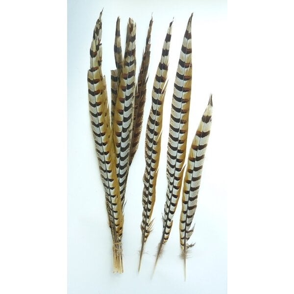 Reeves's pheasant feathers 75 - 90 cm