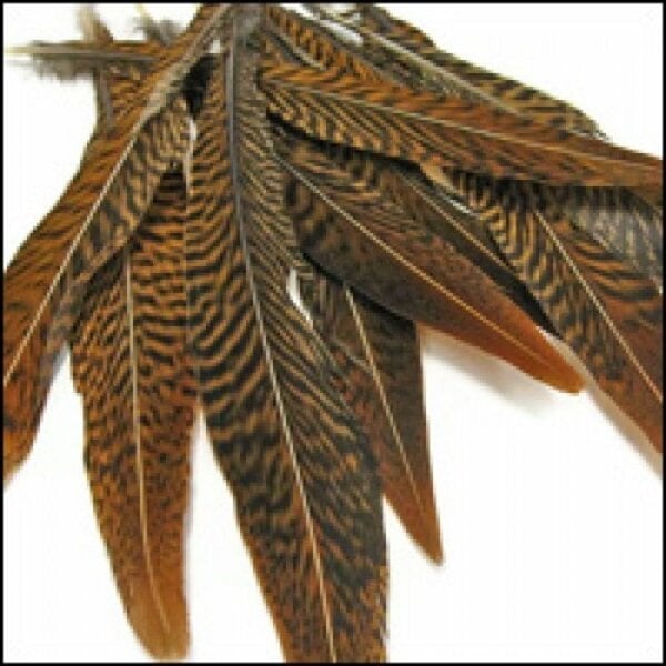 Goudfazant veer circa 70-80 cm