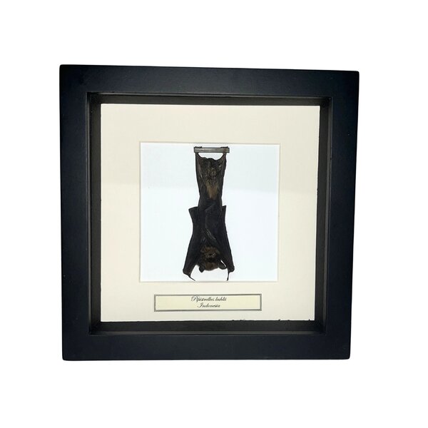 Fledermaus in exklusiver rähmen 16x16 cm