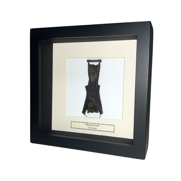 Fledermaus in exklusiver rähmen 16x16 cm