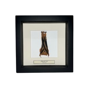Bat (Gold) in exclusive frame 16x16 cm