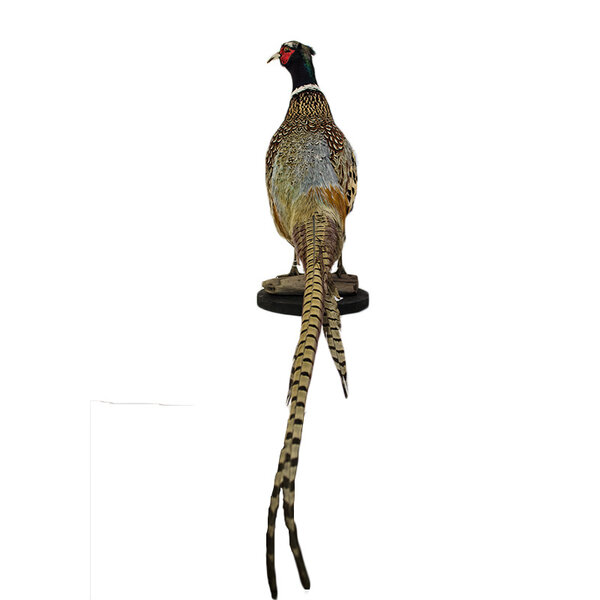 Mounted common pheasant ♂