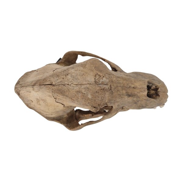 Schädel eines Höhlenbären