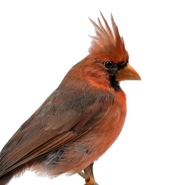 Opgezette rode kardinaal