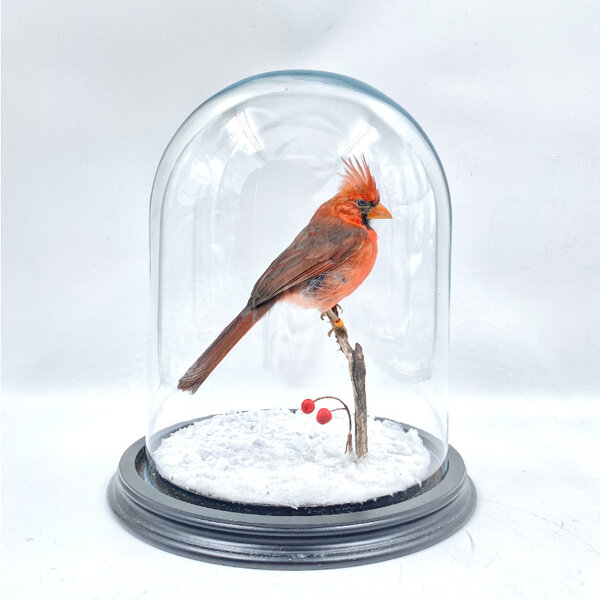 Opgezette rode kardinaal