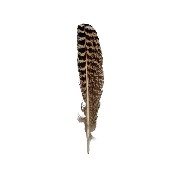 Peacock wing feather 20 cm per 10 pieces