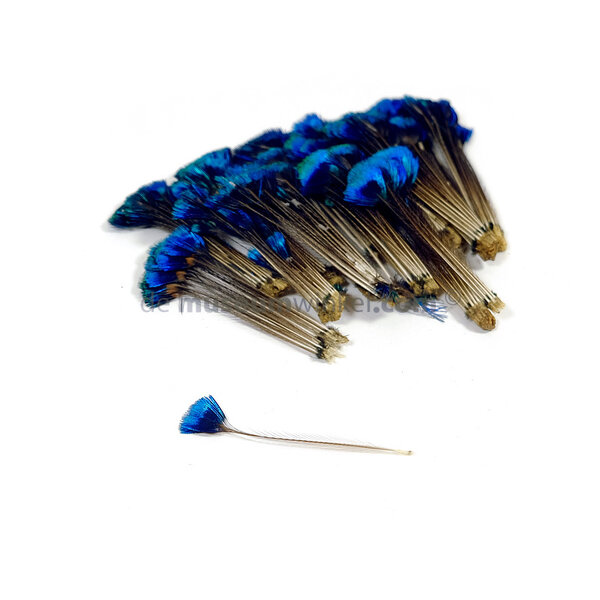 Peacock crown feathers (per 25 )