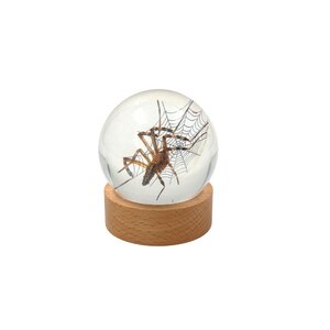 Insekt in Glaskugel - Spinne
