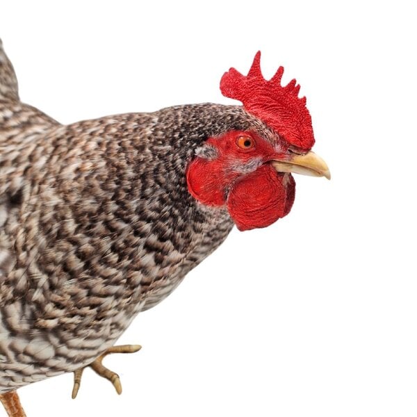 Mounted Plymouth Rock rooster (C)