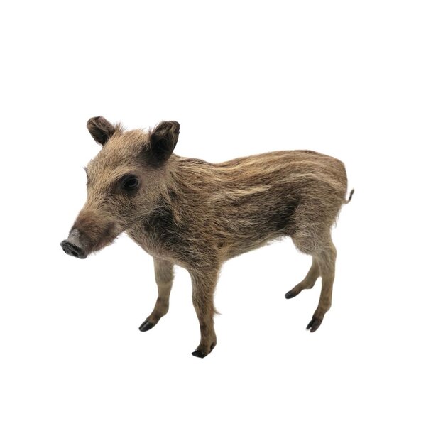 Opgezet wildzwijn biggetje (A)