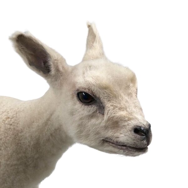 Opgezet lammetje (D)