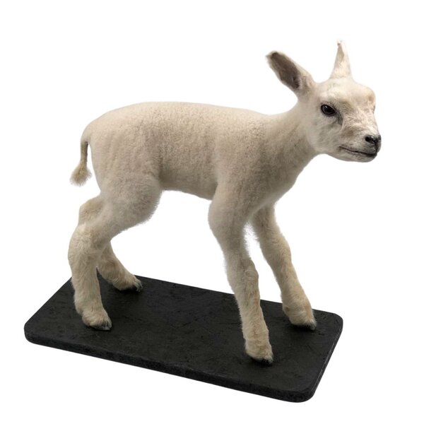 Opgezet lammetje (D)