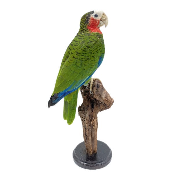 Opgezette Cuba - amazone