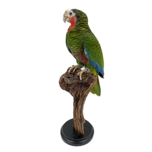 Opgezette Cuba - amazone