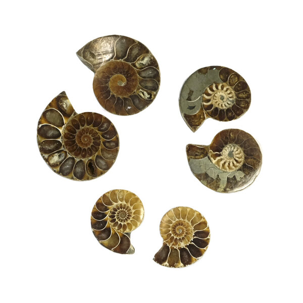 Fossil ammonite couple (small)