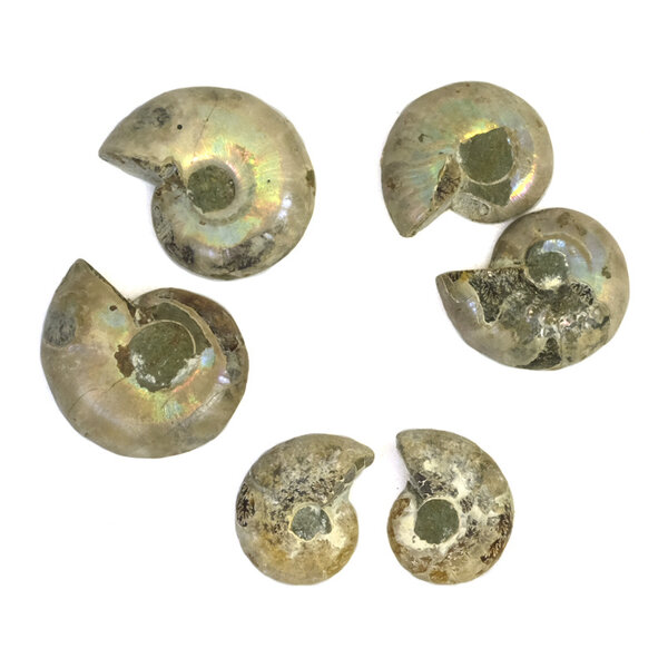 Fossiles gespaltenes Ammonitenpaar (klein)