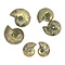 Fossil ammonite couple (small)