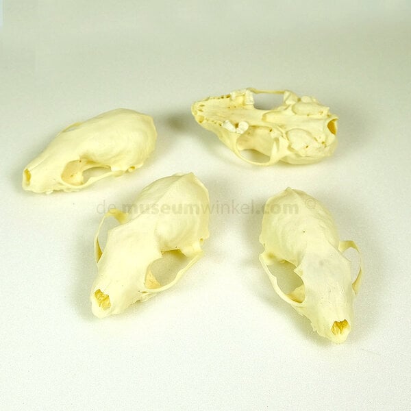 Beech marten (incomplete)