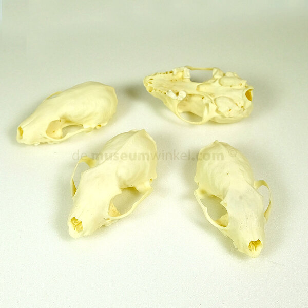 Schädel Steinmarder (unvollständig)