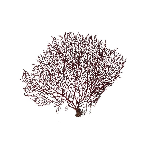 Sea fan red (S)