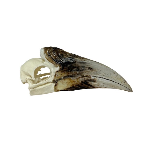 Schädel Braunwangenhornvogel