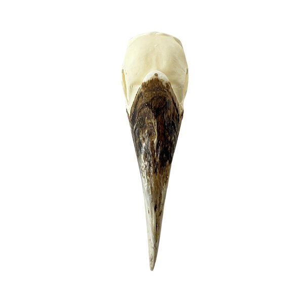 Schedel Bruinoorneushoornvogel