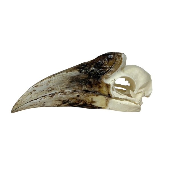 Schädel Braunwangenhornvogel