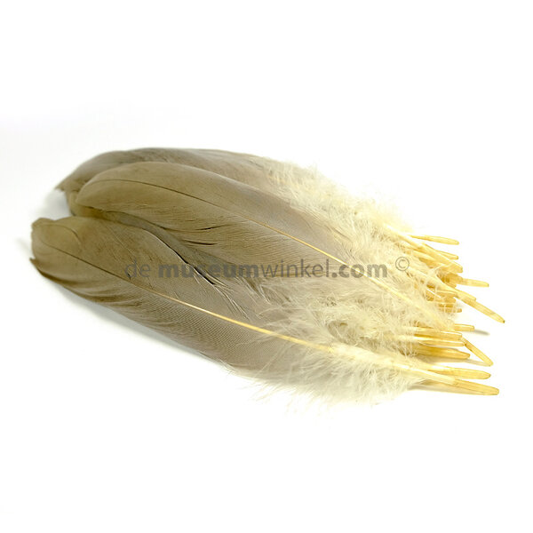 Crown crane feather  (per 50) 25 cm