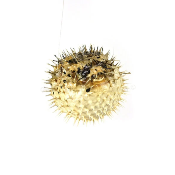 Porcupinefish L