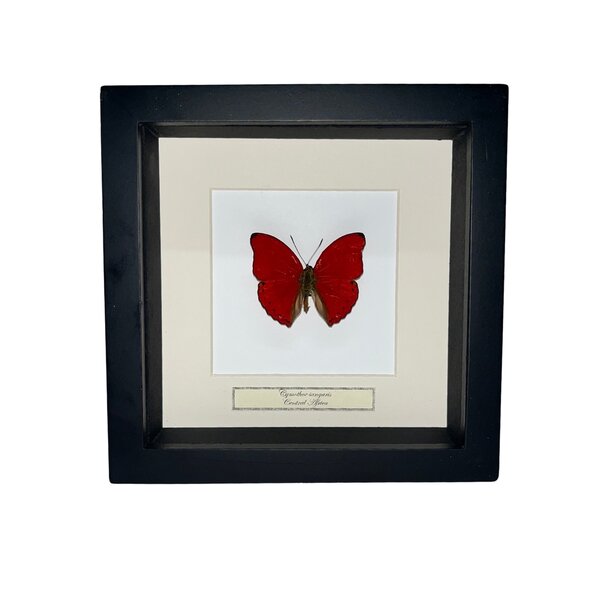 Cymothoe sangaris in lijst