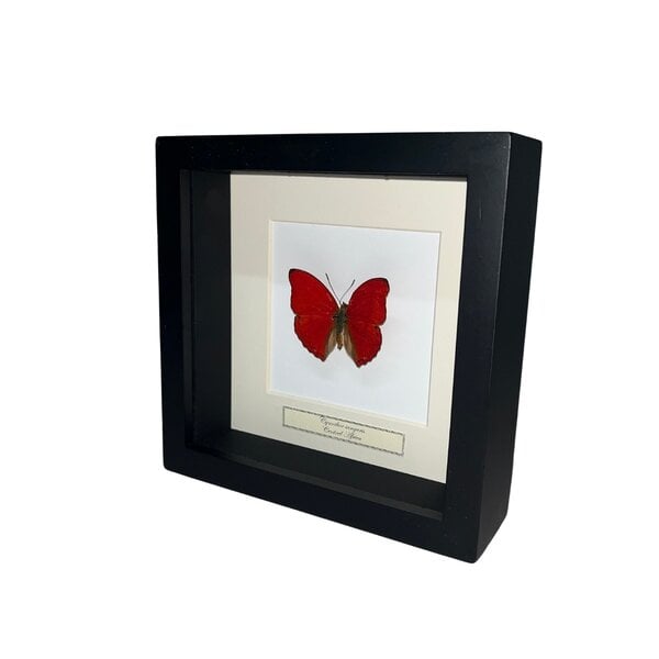 Cymothoe sangaris in lijst