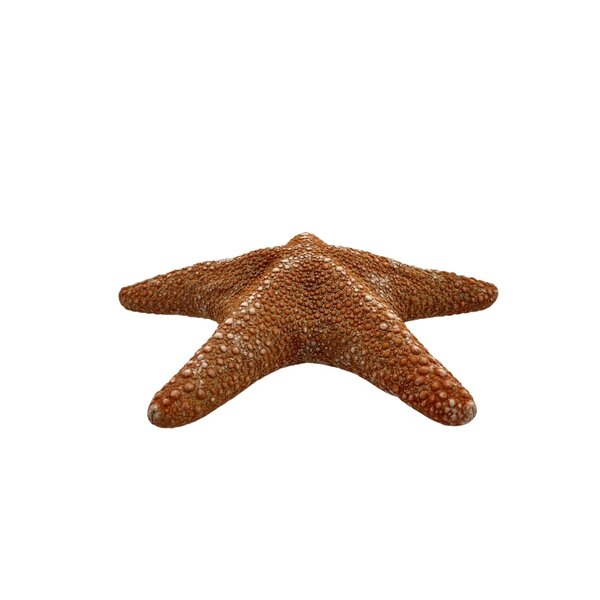 Dschungel Seestern