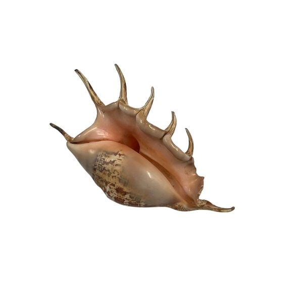 Meeresschnecke Lambis Lambis