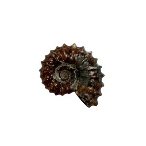 Ammoniet Douvilleiceras