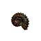 Ammonite Douvilleiceras