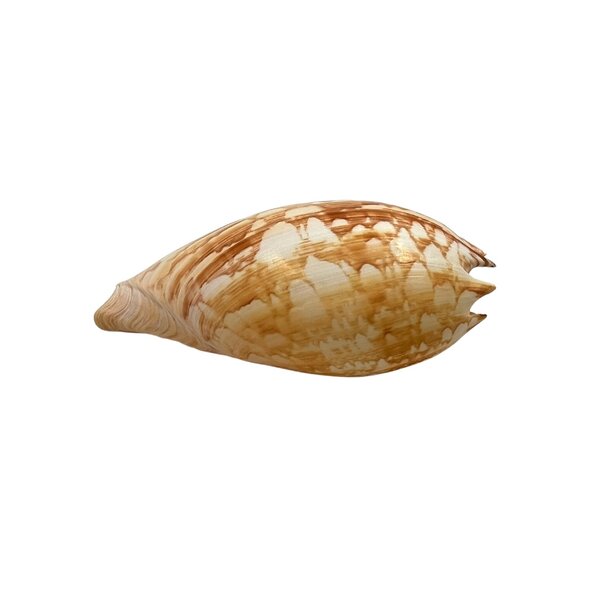 Meeresschnecke Melo umbilicatus