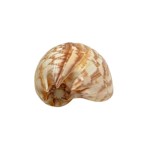 Zeeslak Melo umbilicatus