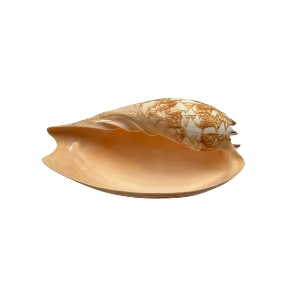 Meeresschnecke Melo umbilicatus