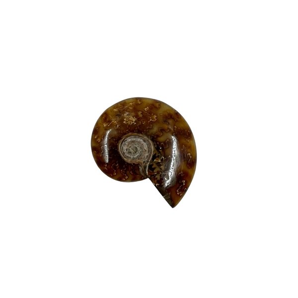 Ammonite polished M