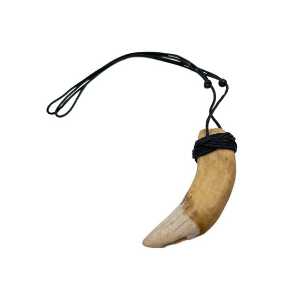 Camel tooth necklace