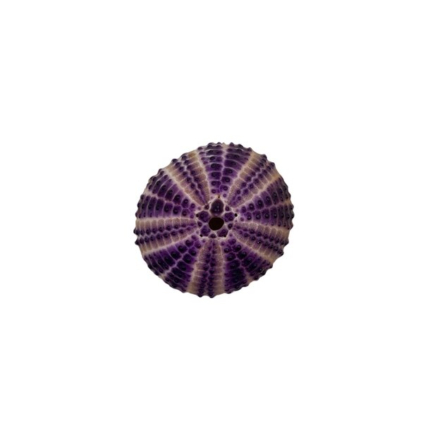 Dark purple sea urchin